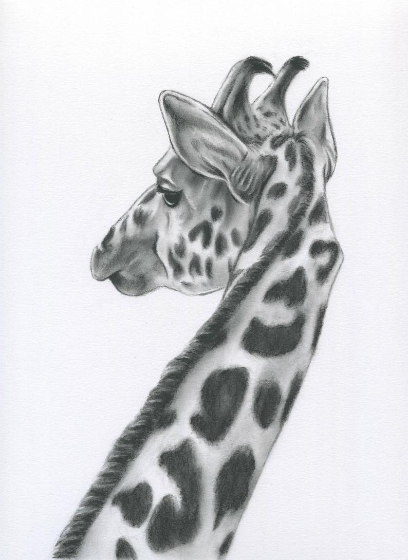 794x1090 original giraffe drawing charcoal giraffe art etsy - Giraffe Drawing