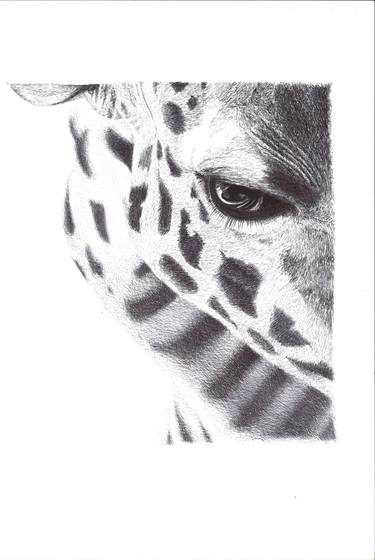 375x560 Giraffe Drawing - Giraffe Drawing