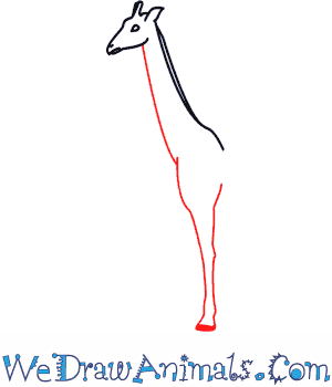 300x350 How To Draw A Giraffe - Giraffe Drawing Easy