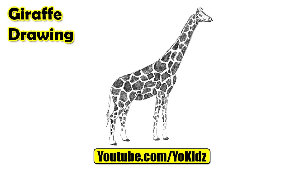 1280x720 How To Draw A Giraffe For Kids - Giraffe Drawing Easy