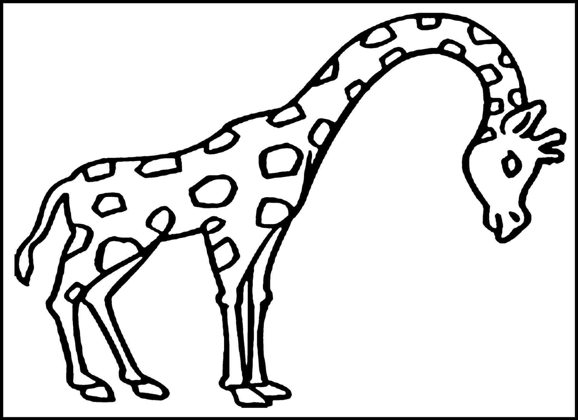 1899x1382 Giraffe Drawing For Kids - Giraffe Drawing For Kids