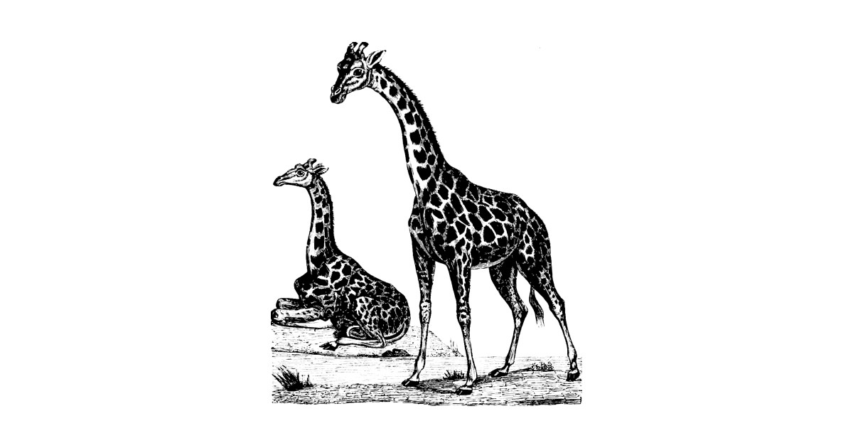 1200x630 Giraffe Nature Drawing - Giraffe Drawing For Kids