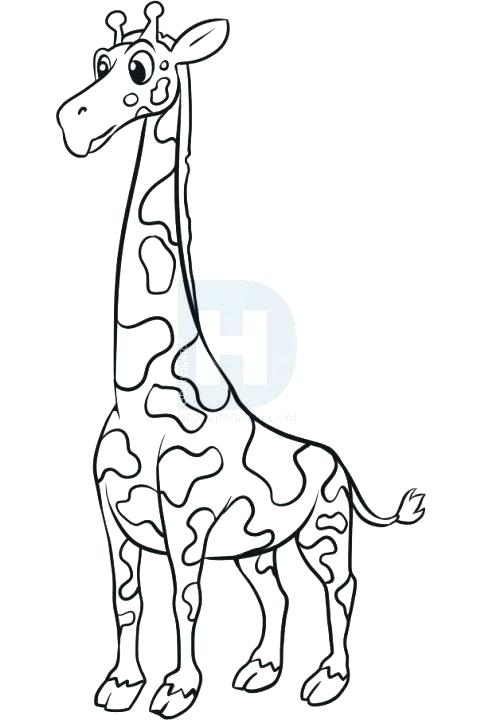 481x720 Childrens Drawing Giraffe For Free Download - Giraffe Drawing For Kids