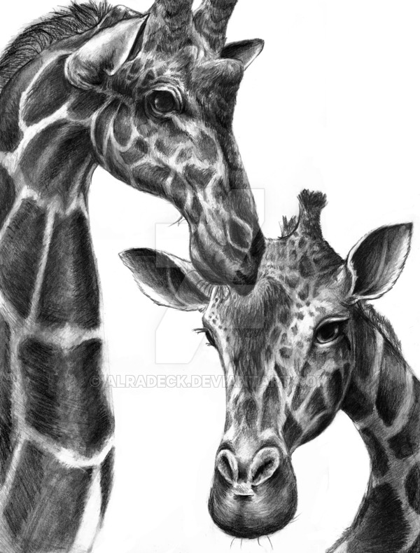 600x789 Giraffe Drawing - Giraffe Drawing Images