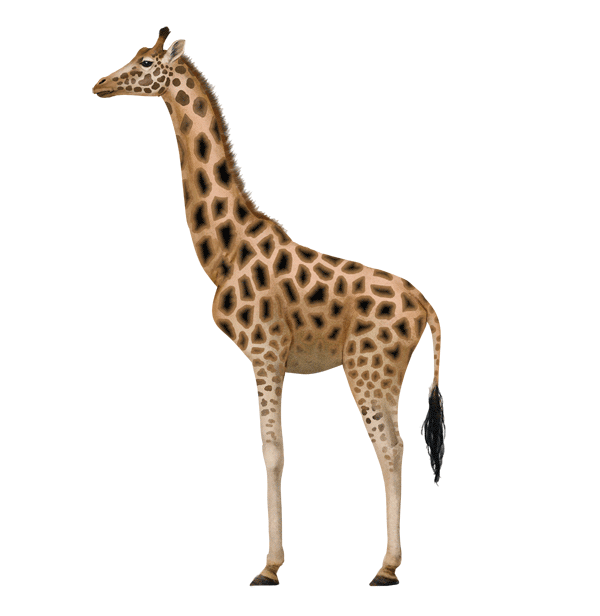 600x616 How To Draw Animals Zebras And Giraffes - Giraffe Drawing Images