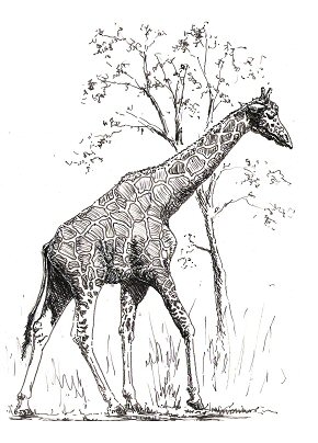 290x404 How To Draw Giraffes Drawing Tutorials Drawing How To Draw - Giraffe Drawing Images