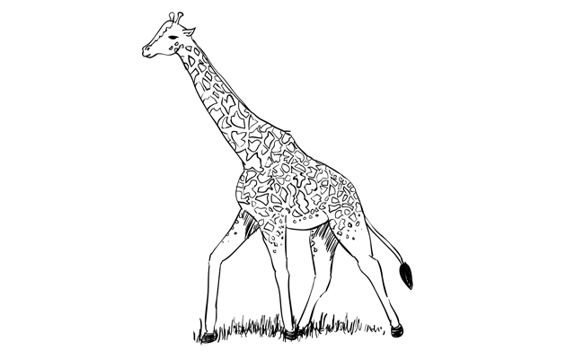 650x400 How To Draw A Giraffe - Giraffe Drawing Images
