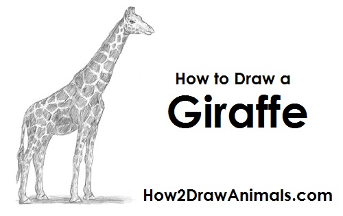 500x315 How To Draw A Giraffe - Giraffe Drawing Images