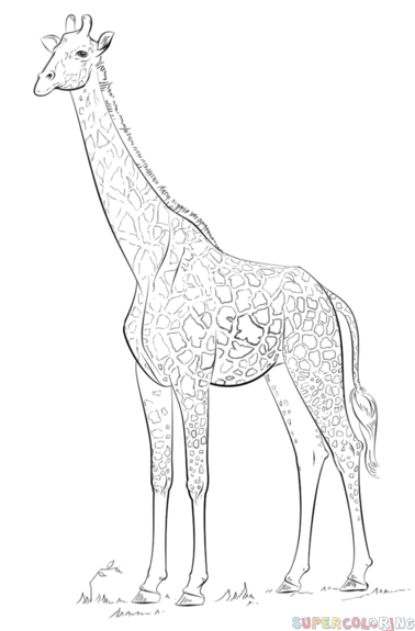 378x575 How To Draw A Realistic Giraffe Step - Giraffe Drawing Images
