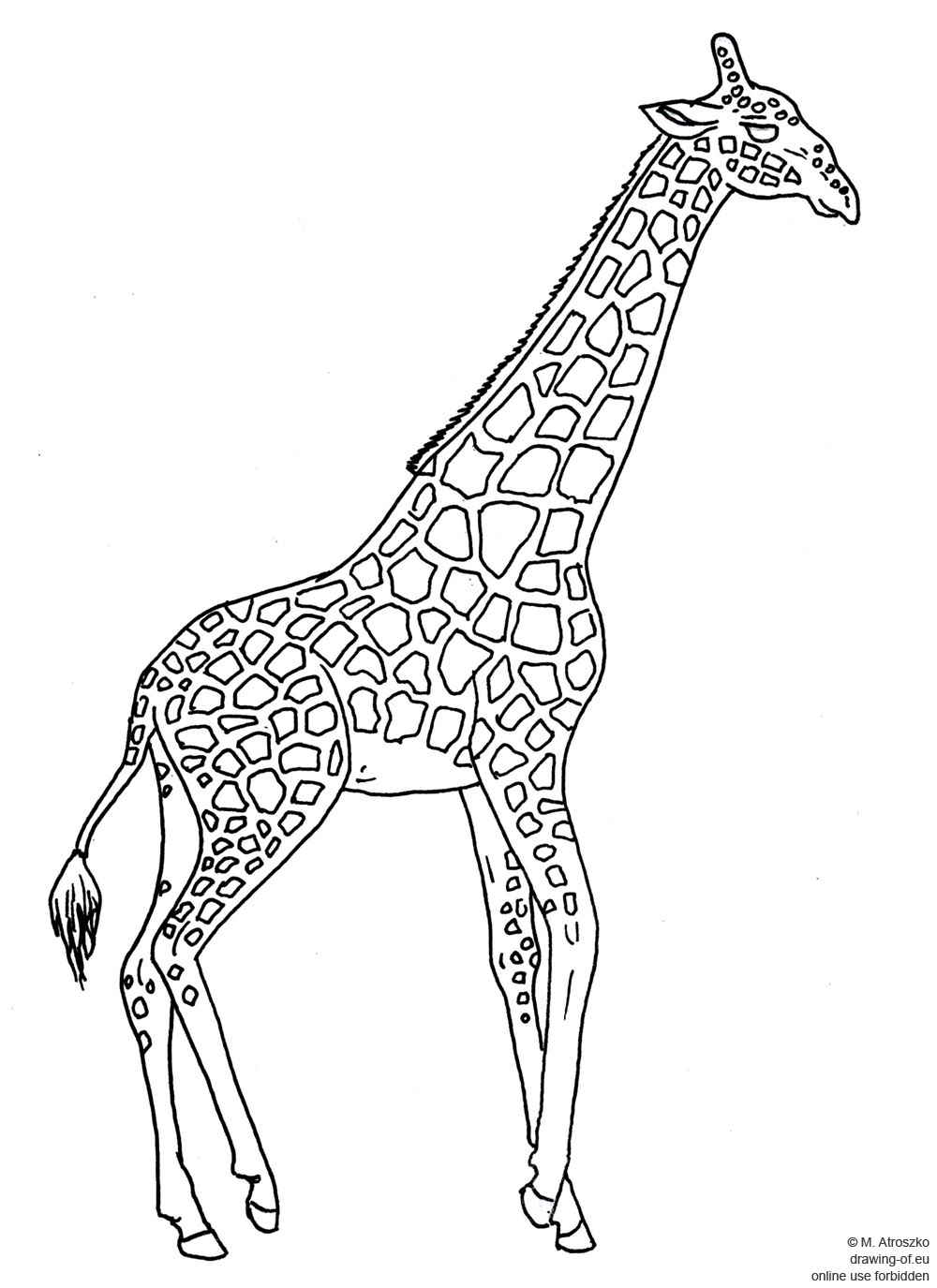 1000x1375 Drawing Of Giraffe Drawing Of Eu - Giraffe Drawing Images