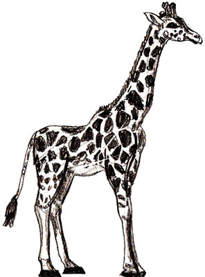 296x400 Giraffe Drawing Outline - Giraffe Drawing Outline
