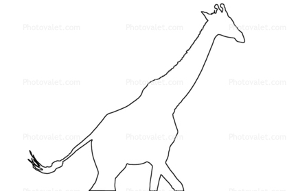 Giraffe Drawing Outline at PaintingValley.com | Explore collection of ...