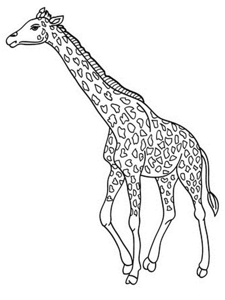 768x1024 Giraffe Picture To Color Animal Outlines Best Drawing Outline - Giraffe Drawing Outline