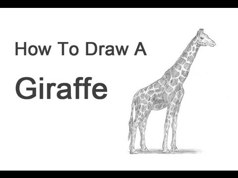 480x360 How To Draw A Giraffe - Giraffe Drawing Outline