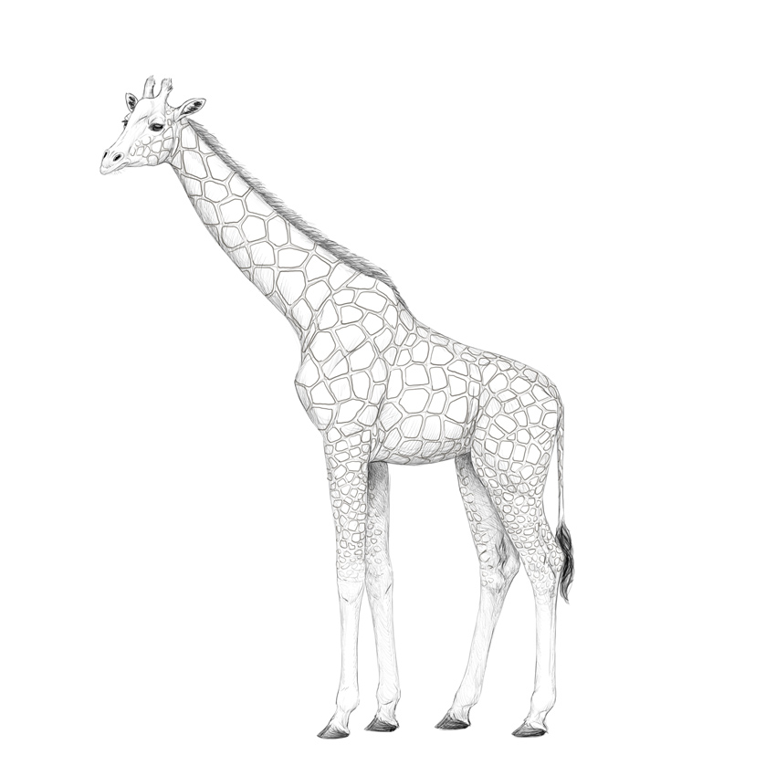 850x850 how to draw a giraffe and a giraffe pattern - Giraffe Drawing Outline