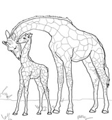 164x176 Pictures Giraffe Outline Drawing - Giraffe Drawing Outline