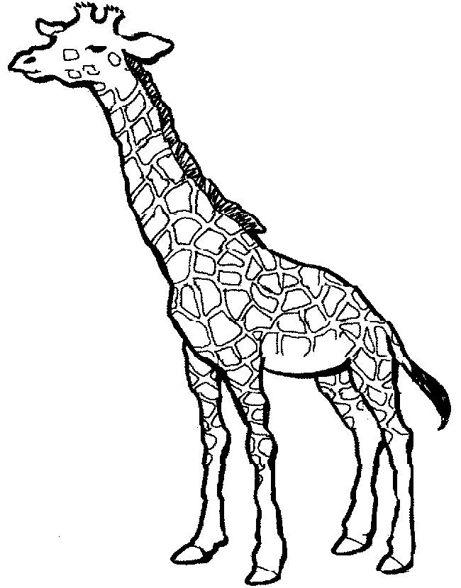 650x830 simple giraffe outline you to paint a picture giraffe this - Giraffe Drawing Outline