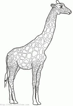 235x344 simple giraffe outline you to paint a picture giraffe this giraffe - Giraffe Drawing Outline