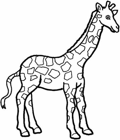 474x556 Cute Giraffe Drawing Outline Gtgt - Giraffe Drawing Outline