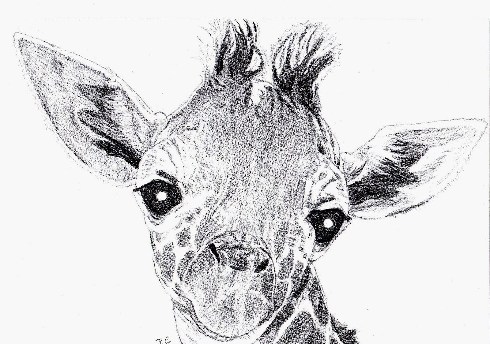 Drawing Of A Giraffe Face Drawing Tutorial Easy