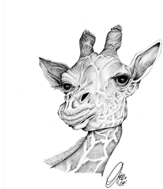 Giraffe Face Drawing at PaintingValley.com | Explore collection of ...