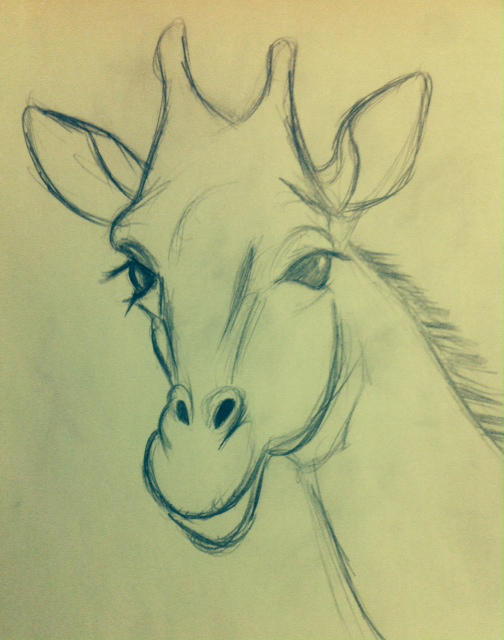 504x640 Giraffe Face Sketch - Giraffe Face Drawing