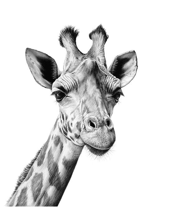Giraffe Face Drawing at Explore collection of