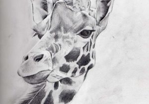 300x210 giraffe pencil painting drawing giraffes giraffe face drawing - Giraffe Face Drawing