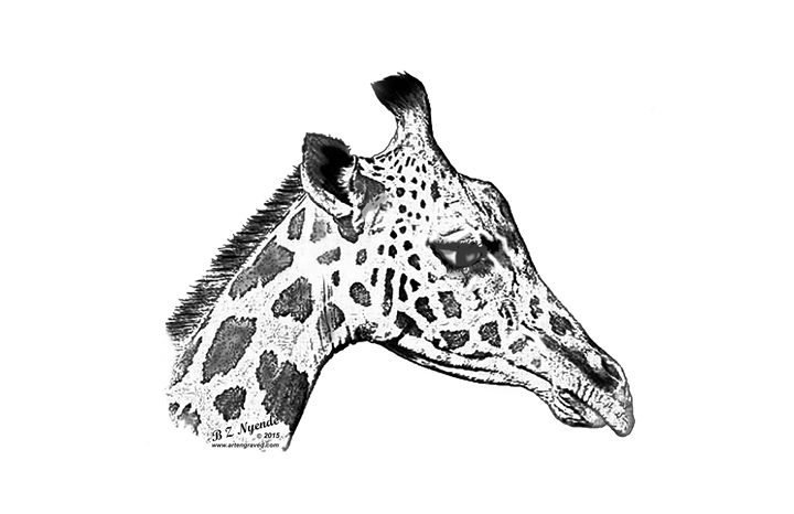 720x466 Giraffe Face - Giraffe Face Drawing