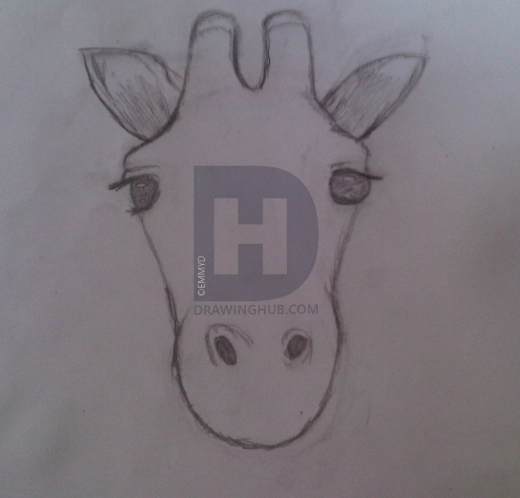 752x720 How To Draw A Giraffe Face In Front View, Step - Giraffe Face Drawing