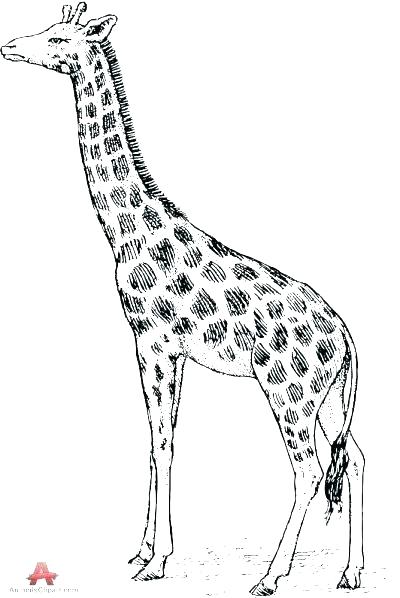400x598 how to draw giraffe giraffe rare legs drawing draw giraffe head - Giraffe Face Drawing