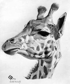 236x281 Huge Collection Of 'giraffe Face Drawing' Download More Than - Giraffe Face Drawing
