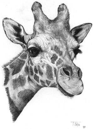 300x411 Complimentary Color Art In Drawings - Giraffe Face Drawing