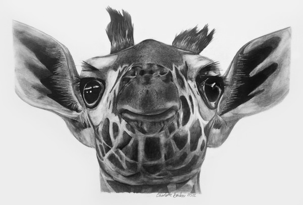 Giraffe Face Drawing at PaintingValley.com | Explore collection of ...