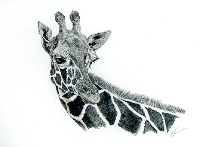 705x490 Drawn To Nature Sketch - Giraffe Face Drawing