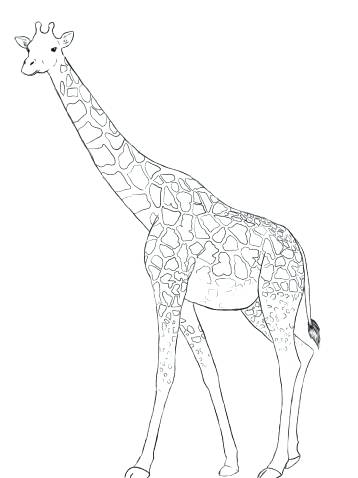 358x478 easy giraffe drawing awesome drawing easy giraffe easy giraffe - Giraffe Face Drawing
