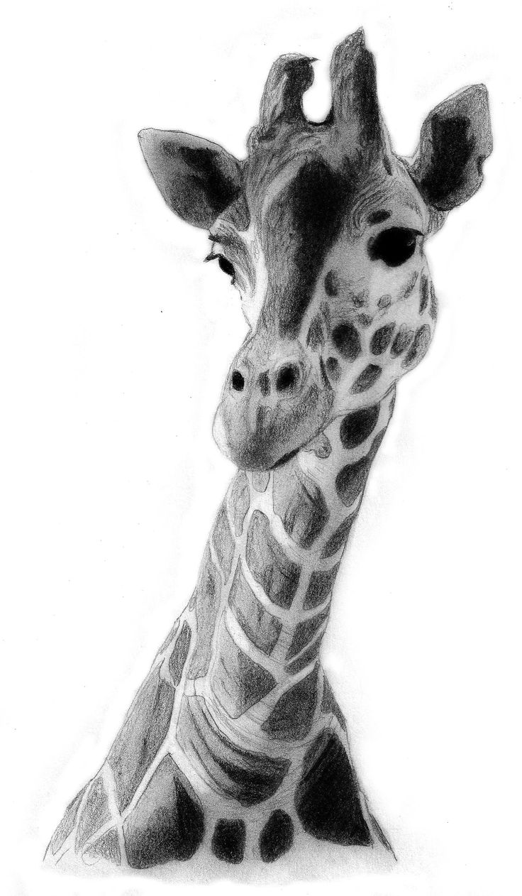 Realistic Portrait Giraffe Drawing