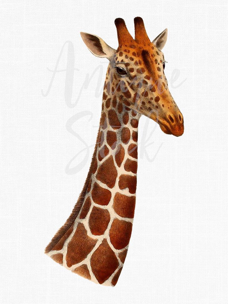 794x1059 giraffe head antique image giraffe drawing african animal etsy - Giraffe Head Drawing