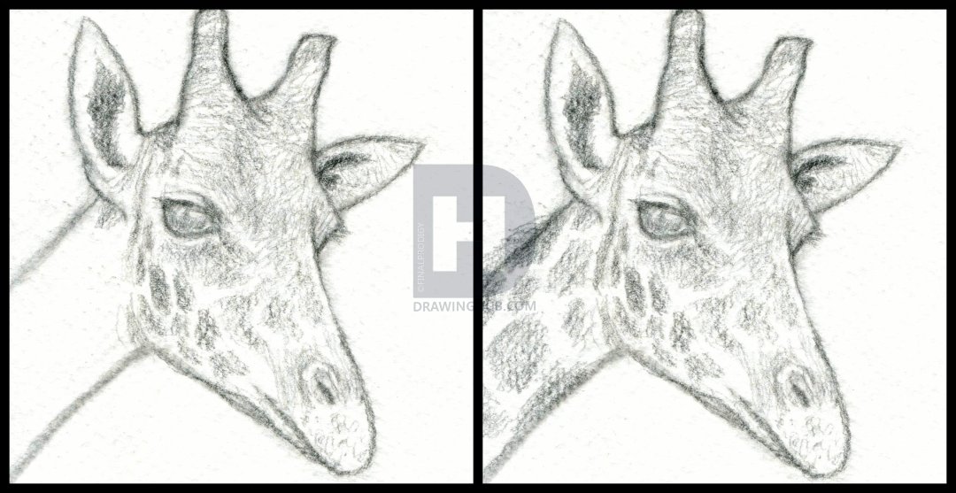 1080x557 How To Draw A Giraffe Head, Step - Giraffe Head Drawing