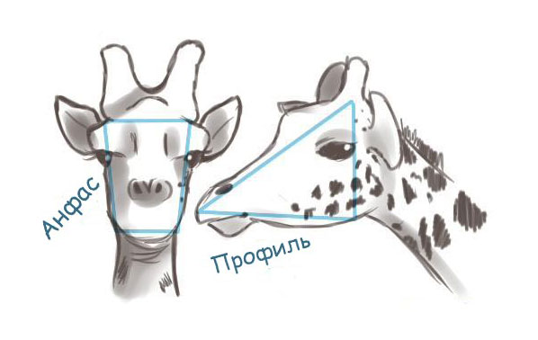 598x378 Learn How To Draw A Giraffe - Giraffe Head Drawing