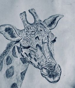 254x300 Pencil Drawing Of A Giraffe Head Ebay - Giraffe Head Drawing