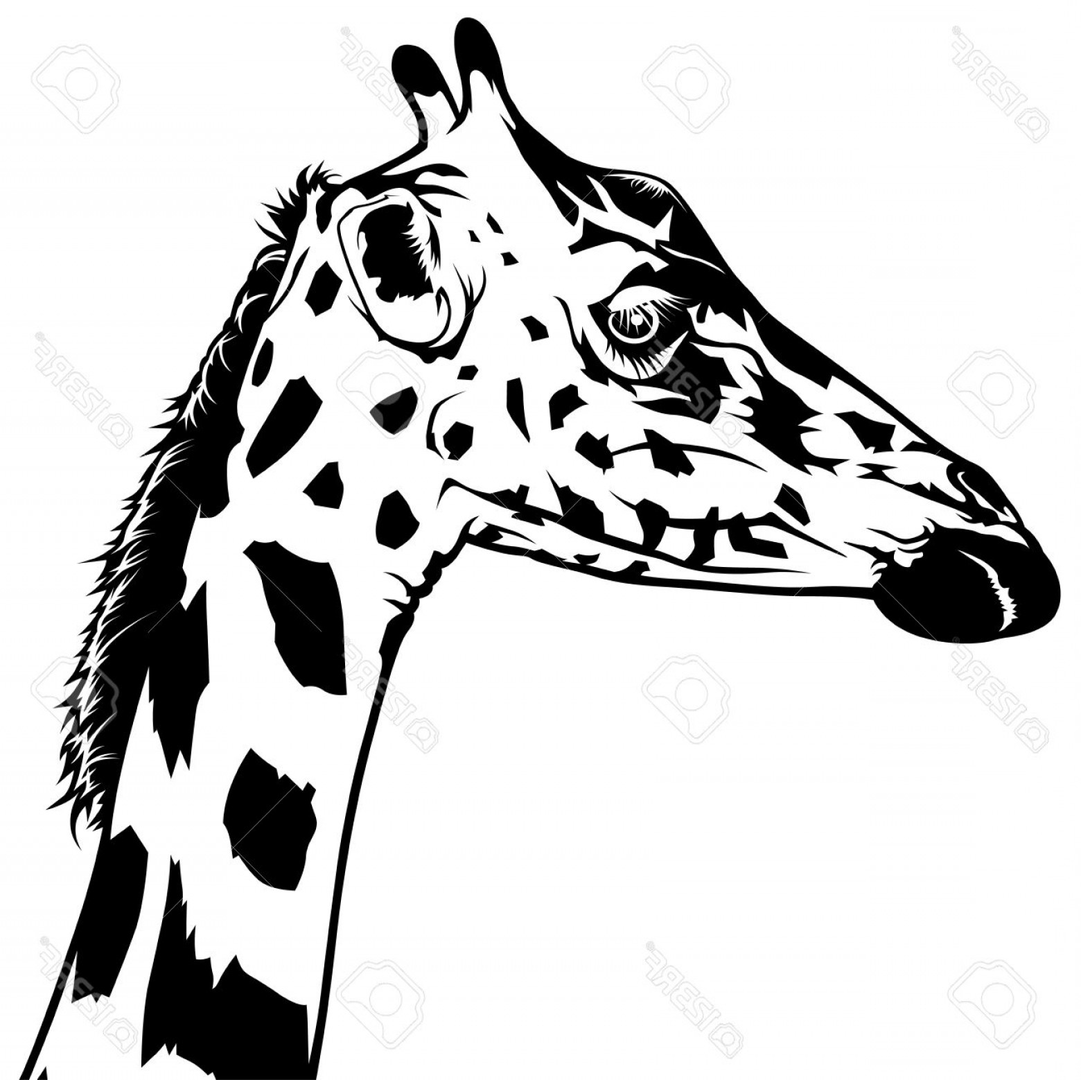1560x1558 Photostock Vector Giraffe Head Drawing Black And White - Giraffe Head Drawing