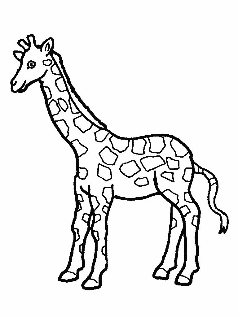 Giraffe Images Drawing