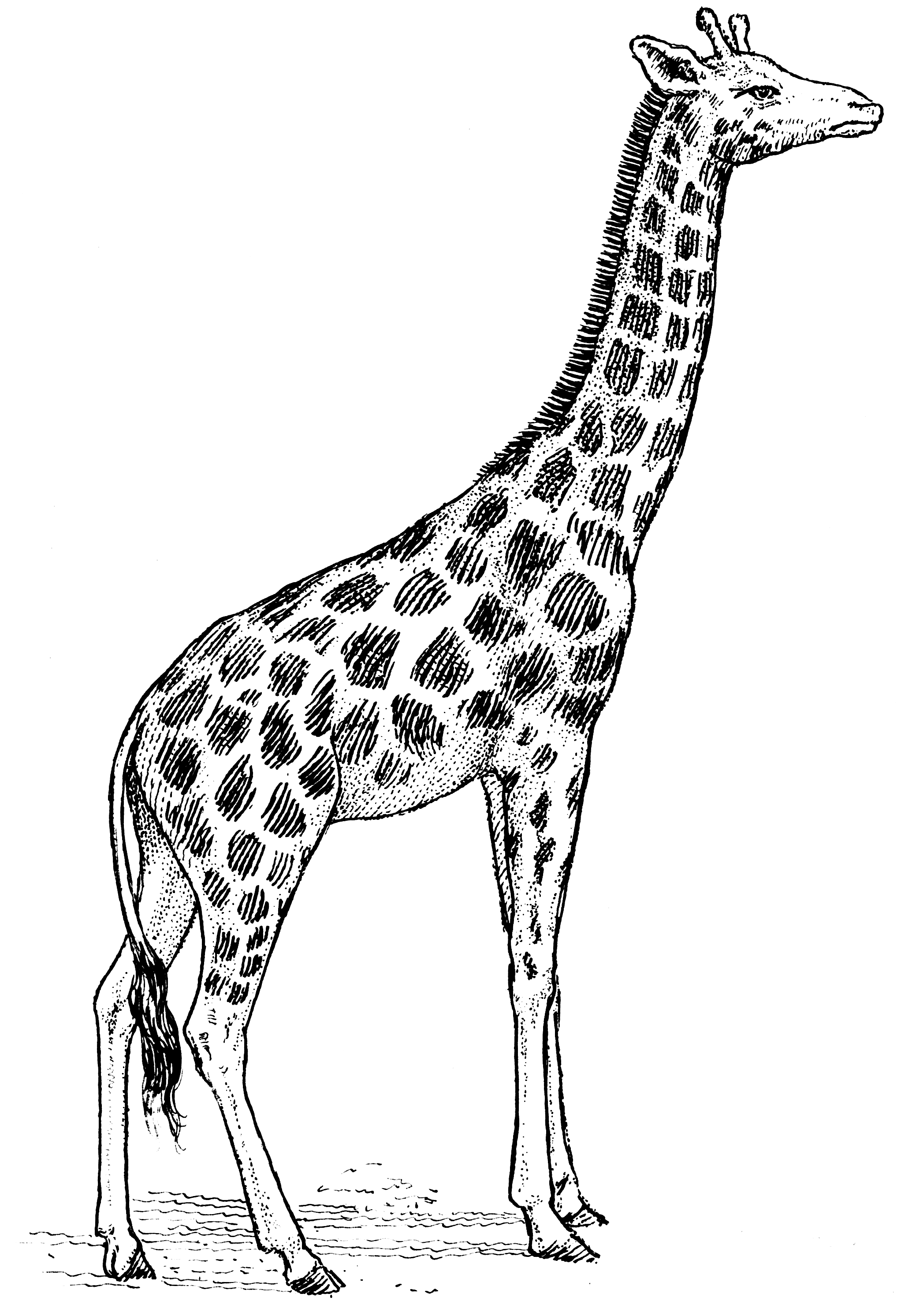 2044x2984 Giraffe Drawing, Pencil, Sketch, Colorful, Realistic Art Images - Giraffe Images Drawing