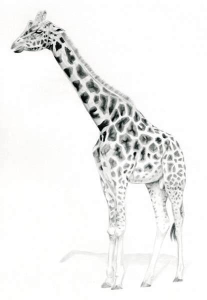 414x600 Giraffe Drawing - Giraffe Images Drawing