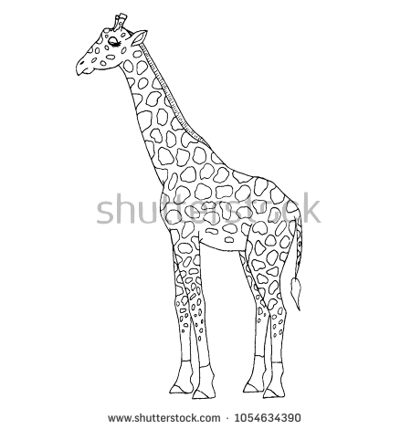 450x470 giraffe drawing outline vector outline giraffe full growth drawing - Giraffe Images Drawing