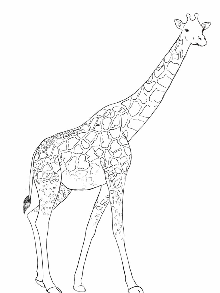768x1024 Giraffe Drawing Ear For Free Download - Giraffe Images Drawing