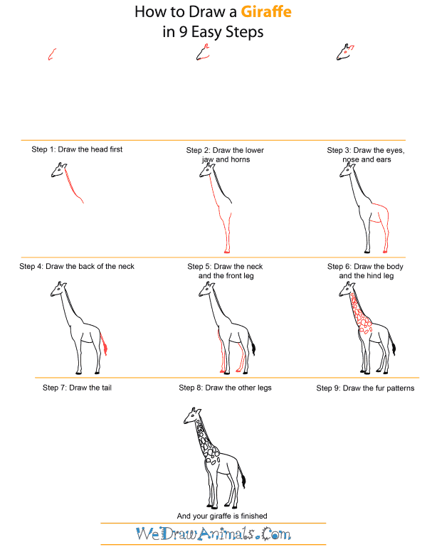 600x776 How To Draw A Giraffe - Giraffe Images Drawing