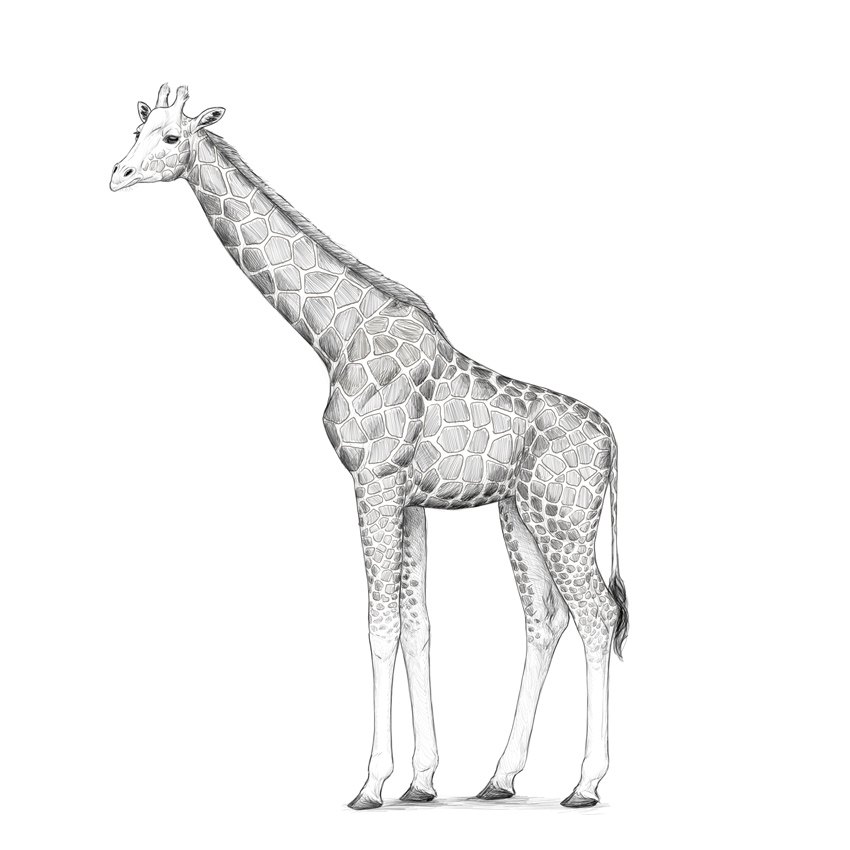 850x850 how to draw a giraffe and a giraffe pattern - Giraffe Images Drawing