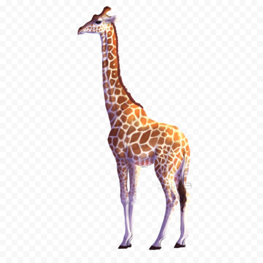 900x900  - Giraffe Images Drawing